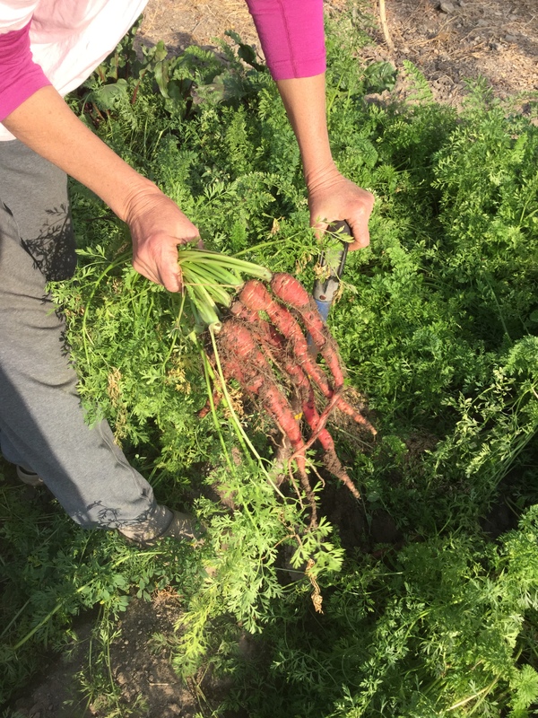 but they are super sweet and delicious 600